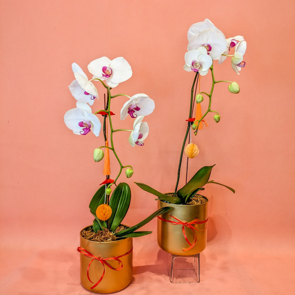 Blossom Phalaenopsis Orchid