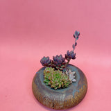 Artist Succulent Arrangement (with Handmade Pot)