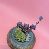 Artist Succulent Arrangement (with Handmade Pot)