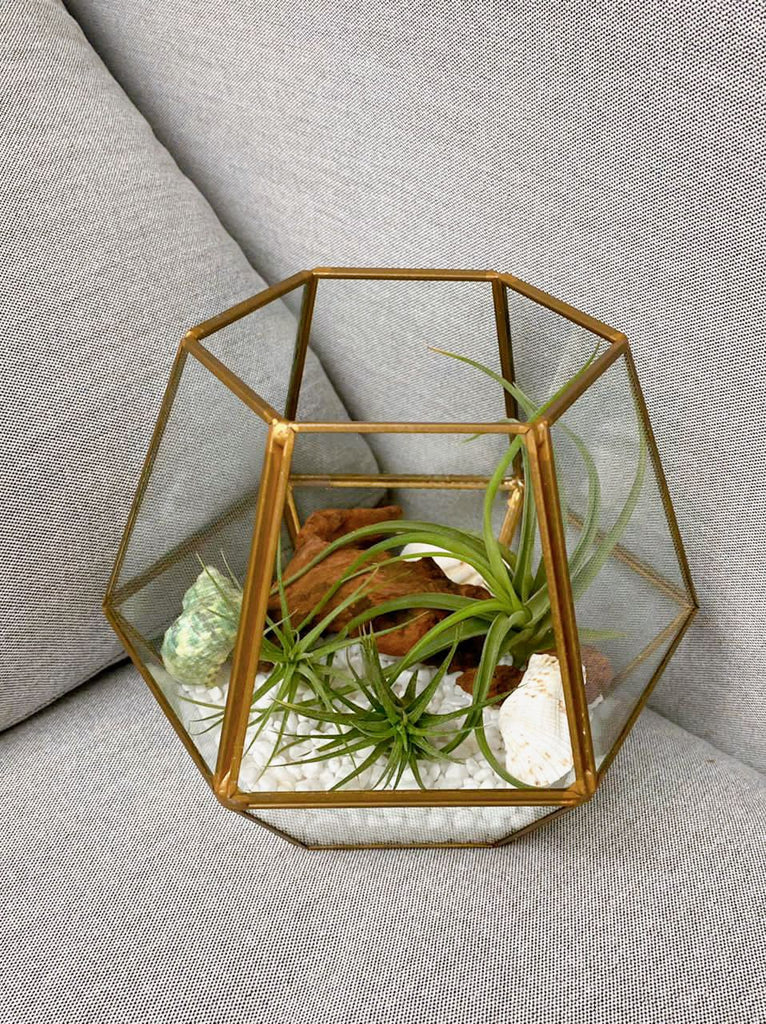 Airplant in Sea Garden Terrarium