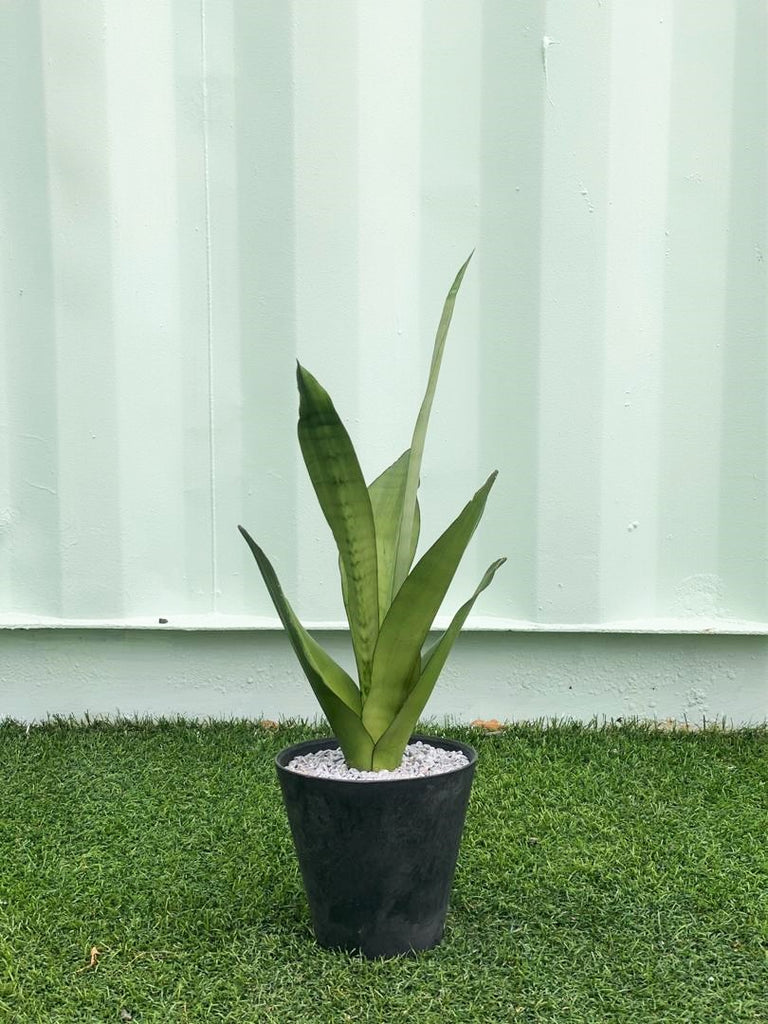 Sansevieria Moonshine Indoor Plant