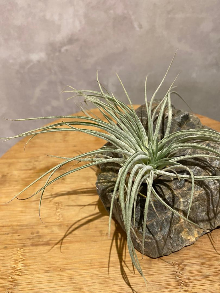 Air Plant on rock (single)