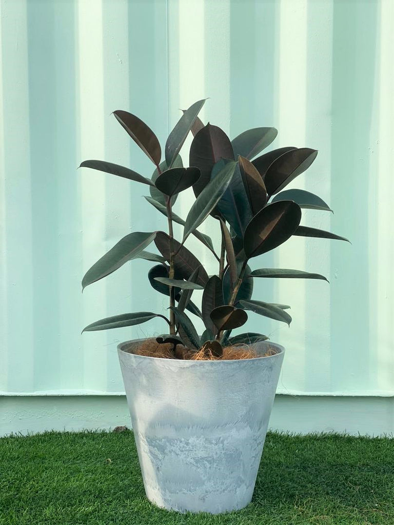 Ficus Elastica Abidjan Indoor Plant