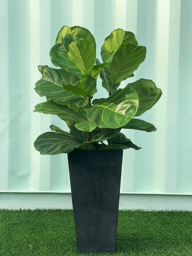 Ficus Lyrata Plant