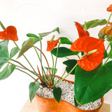 Anthurium Red Joyous Plant
