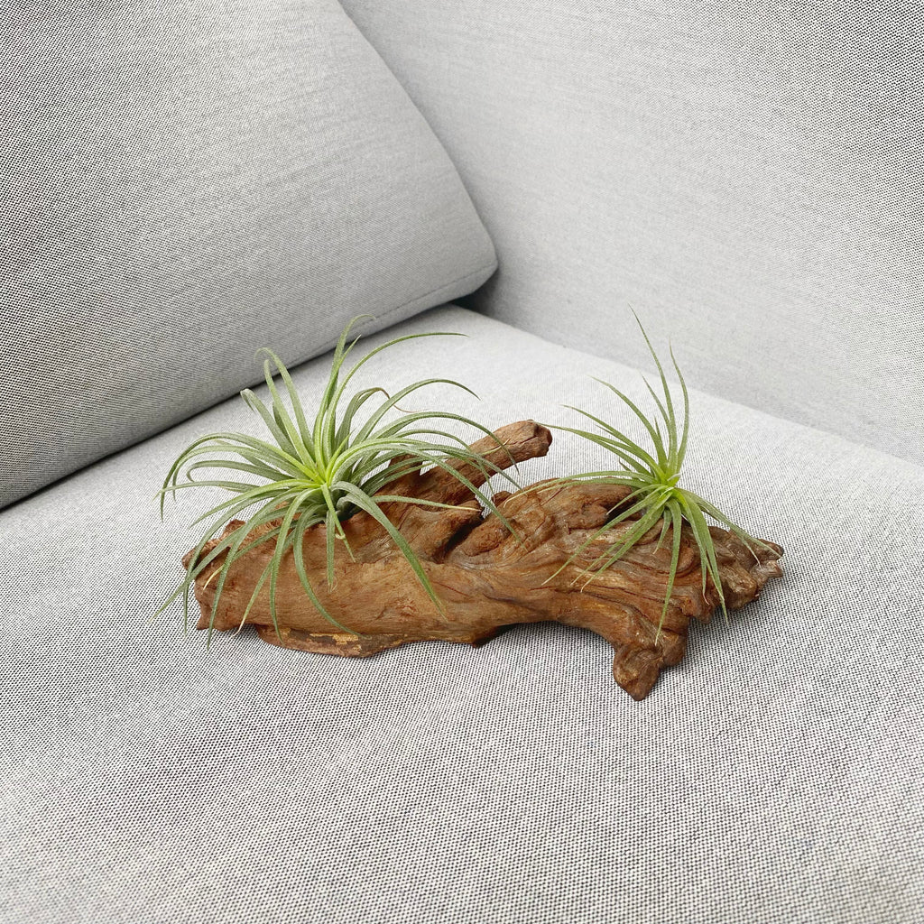 Airplant on Wood