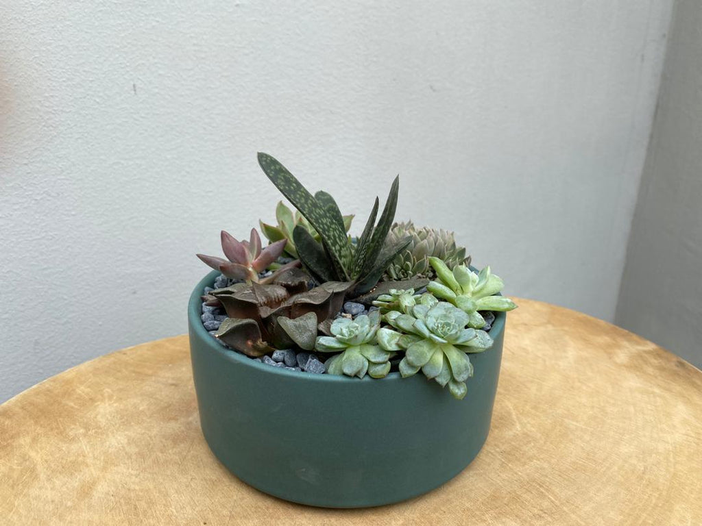 Premium Succulent Arrangement