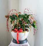 Dreams Soar Anthurium Indoor Plant