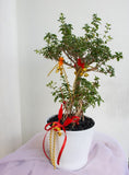 Serissa Bonsai Harmony Plant