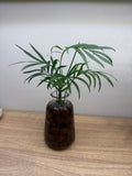 Palm Leaf Indoor (Hydro) Gift Plant