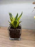 Golden Hanii Baby Sansievera Indoor (Hydro) Plant