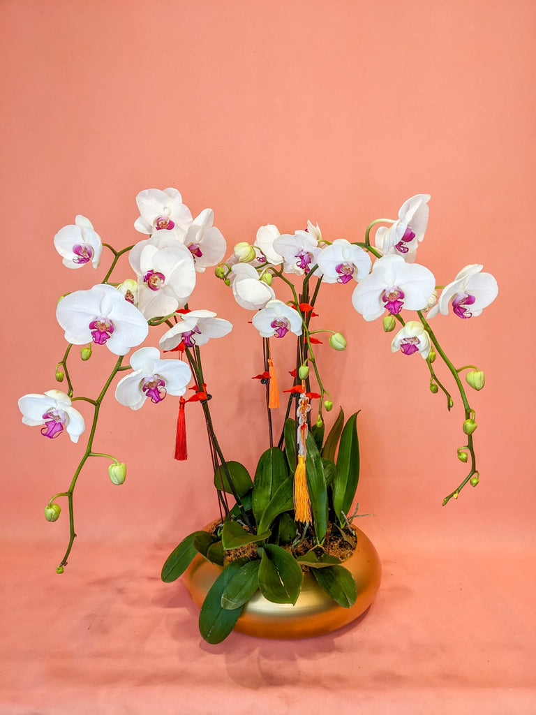 Dragon Roars Imported Phalaenopsis  Orchids