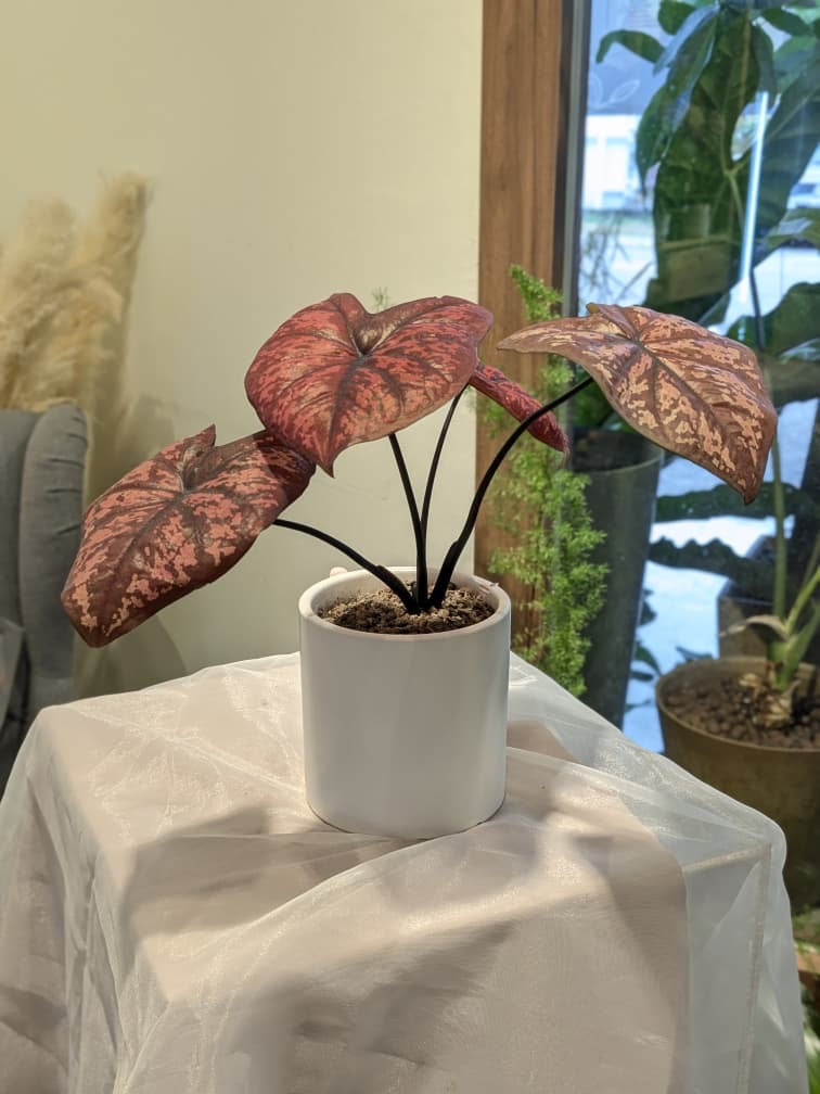 Seven Luck Caladium Plant