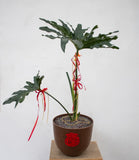 Philodendron Hope Plant