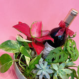 Indoor Plant Wine Gift Set (with Real Plant)