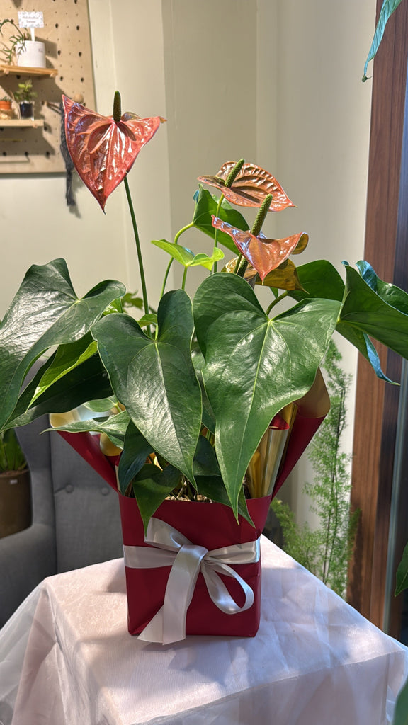 Anthurium Plant Gift