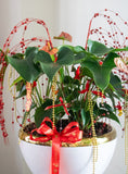 Dreams Soar Anthurium Indoor Plant