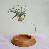 Airplant on Swing