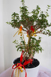 Serissa Bonsai Harmony Plant