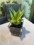 Golden Hanii Baby Sansievera Indoor (Hydro) Plant