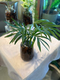 Palm Leaf Indoor (Hydro) Gift Plant