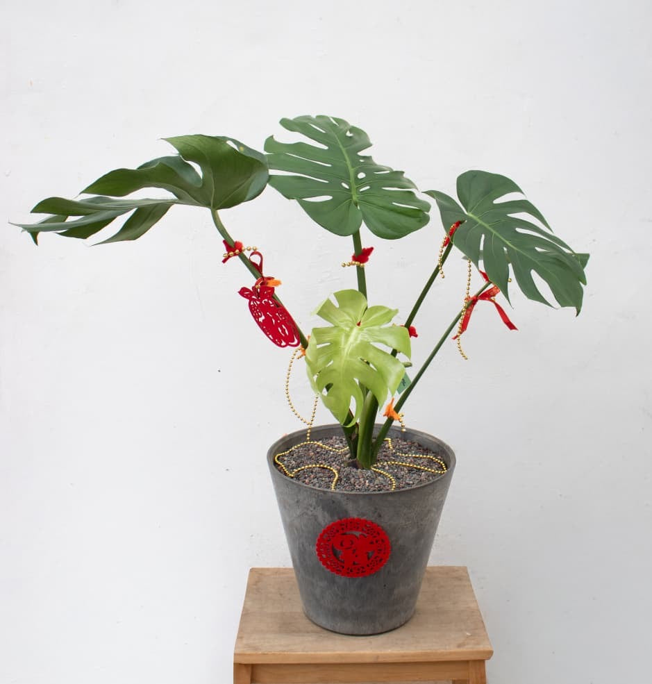 Full of Hope Monstera