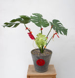 Full of Hope Monstera