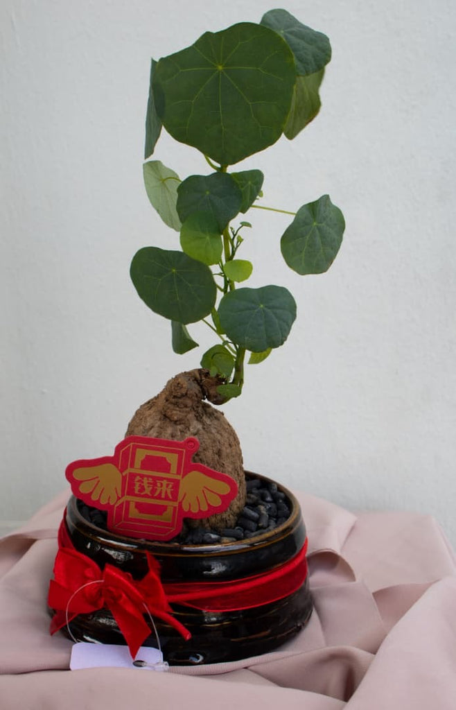 Stephania Erecta Plant