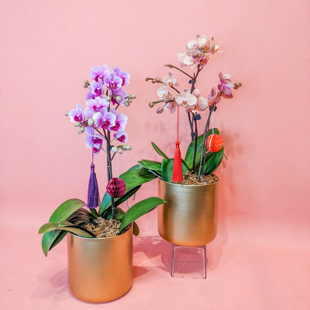 Spring Season Phalaenopsis Orchids