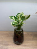 Evergreen Indoor (Hydro) Money Plant