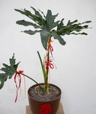 Philodendron Hope Plant