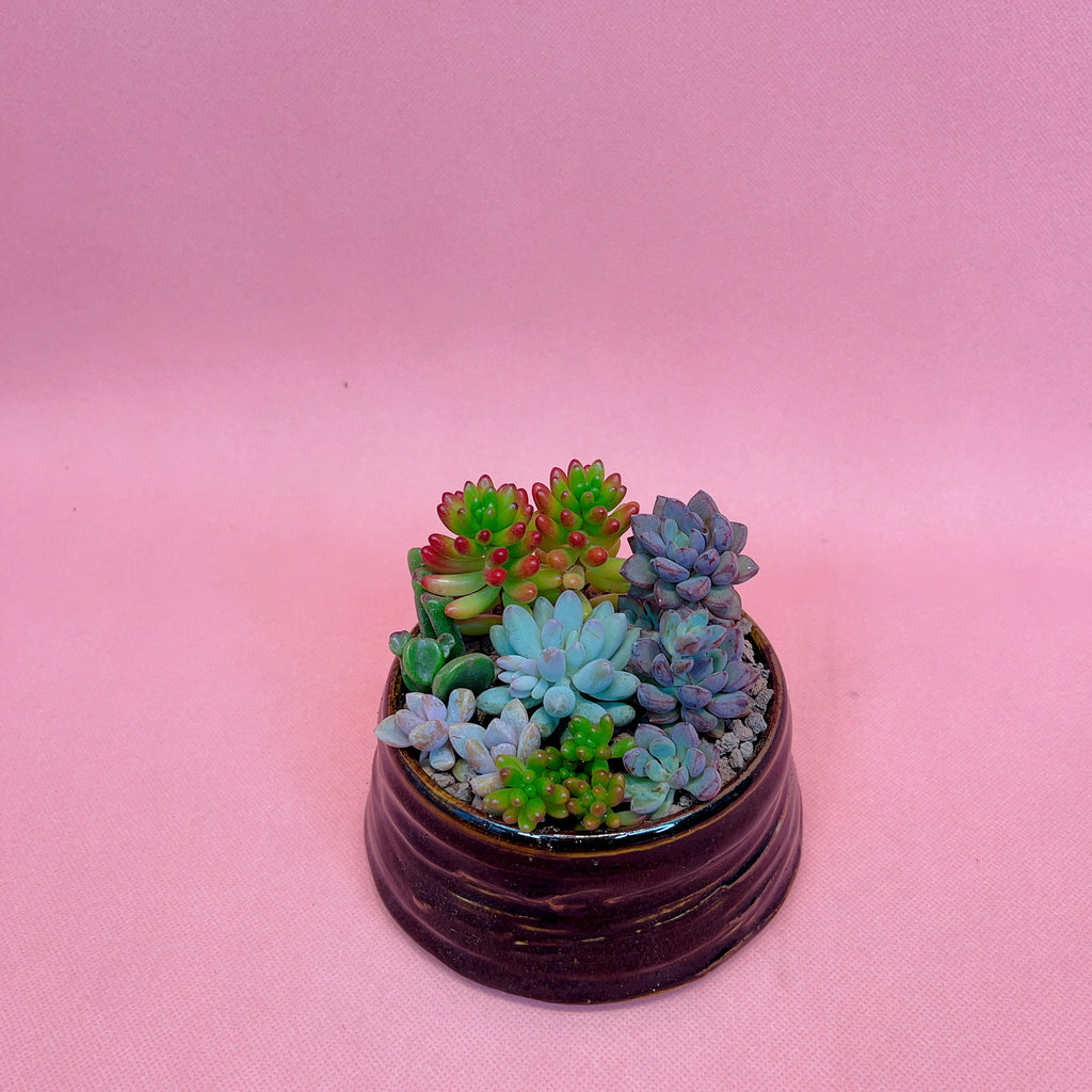 Colourful Pot of Succulent (with Handmade Pot)