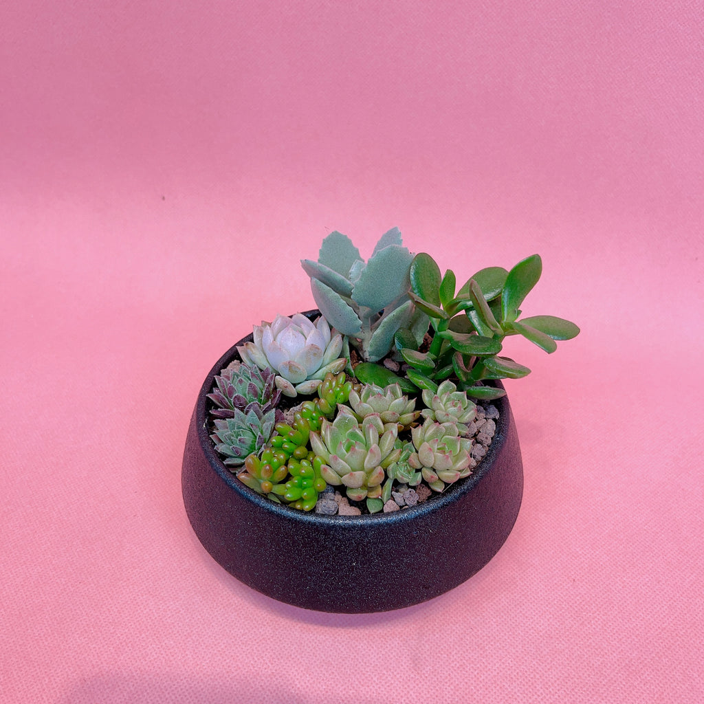 Therapy Succulent Platter
