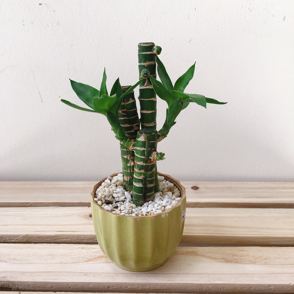 Mini Bamboo Pot