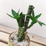 Mini Bamboo Pot
