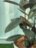 Ficus Elastica Abidjan Indoor Plant
