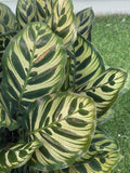 Calathea Sanderiana Plant