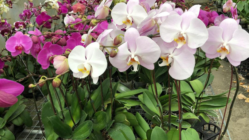Phalaenopsis Orchid (per plant)