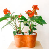 Anthurium Red Joyous Plant