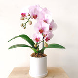 Petite Phalaenopsis Orchid Arrangement