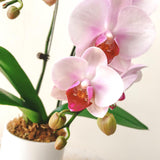 Petite Phalaenopsis Orchid Arrangement