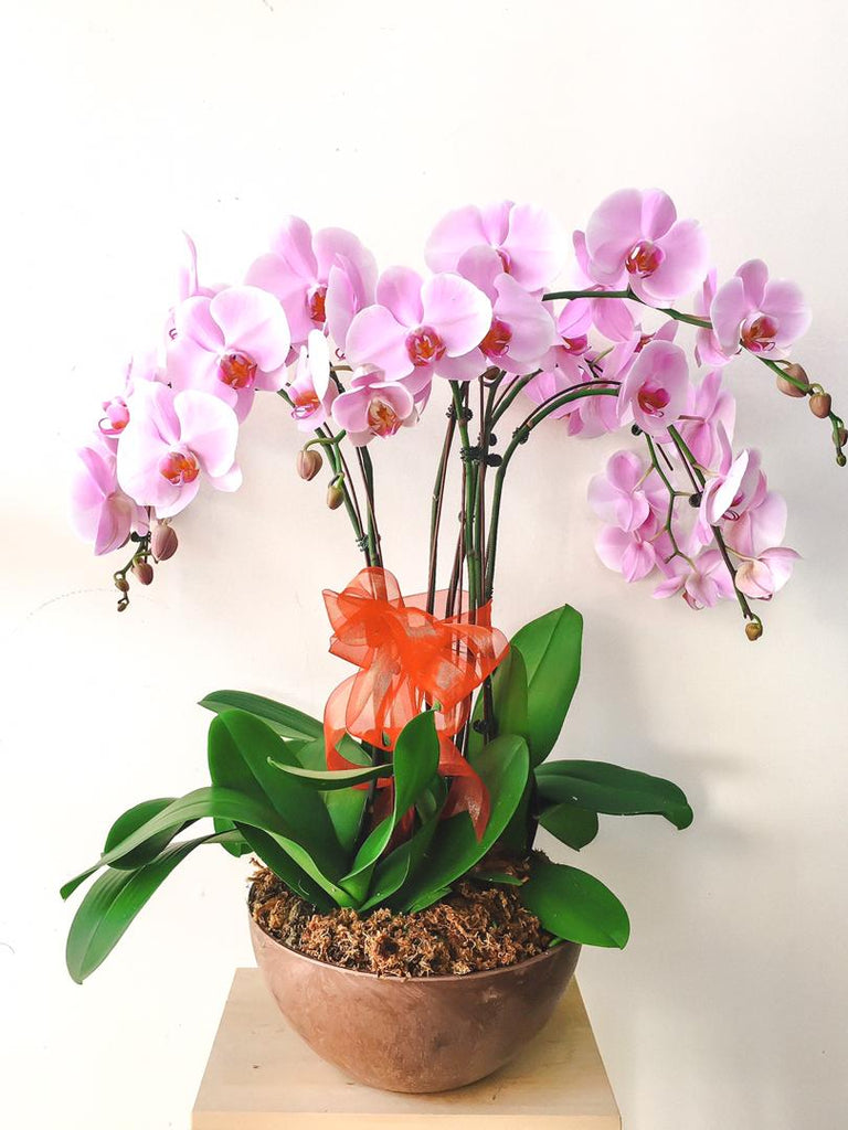 3.5inches Phalaenopsis Orchid (Real Plant)
