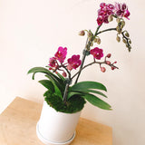 Petite Phalaenopsis Orchids