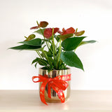 Celebrations Anthurium Plant