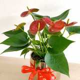 Celebrations Anthurium Plant