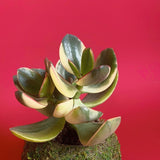 Jade Plant Wonderland