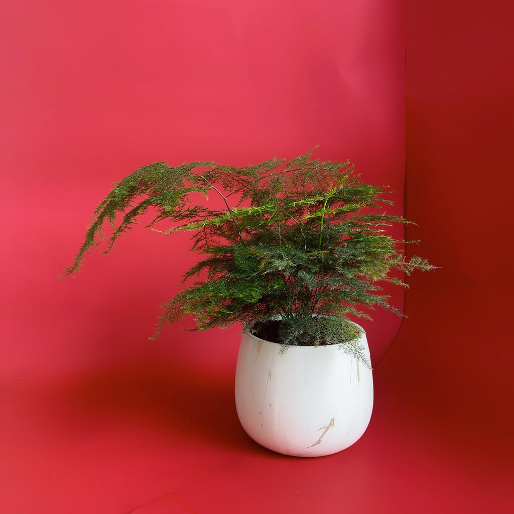 OL Blessed Plant – PS Floral Atelier