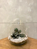 Succulent Arrangement in Glass Vase