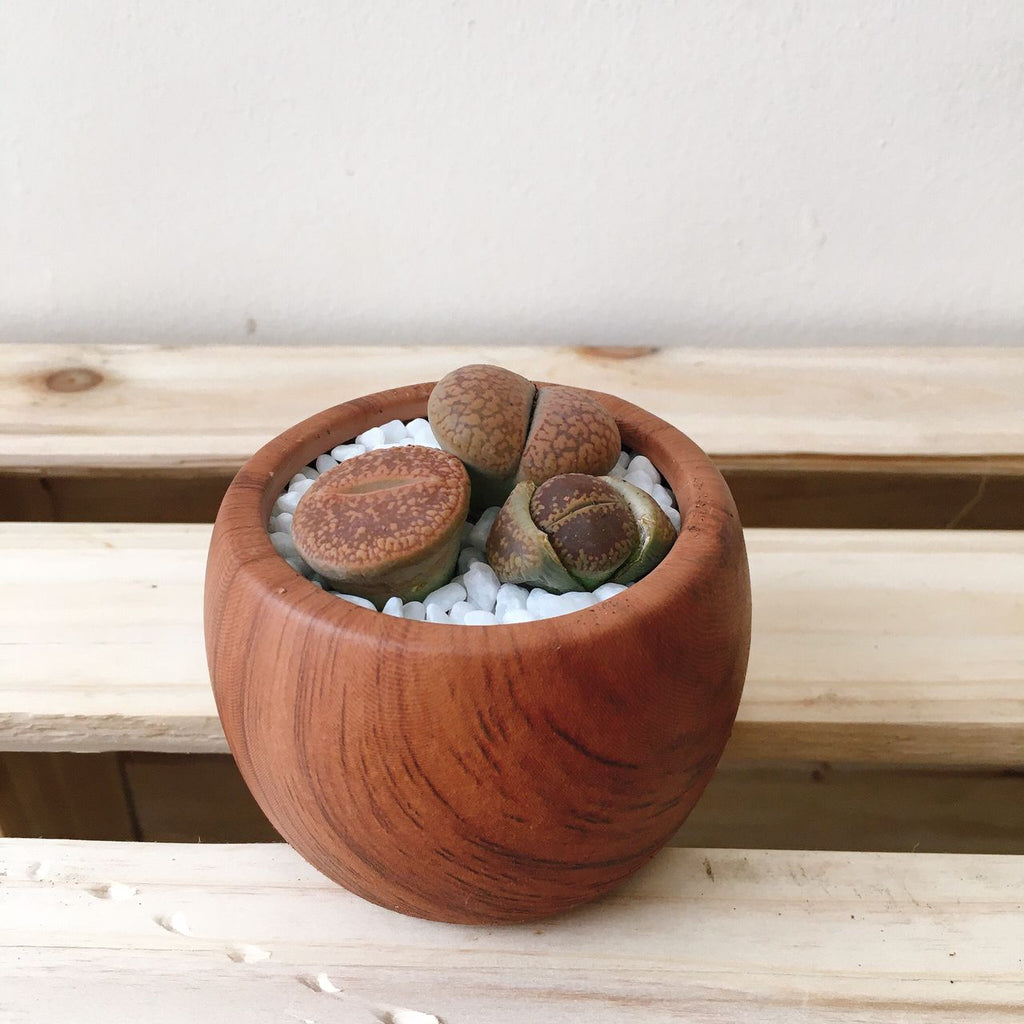 Mini Lithops Wood Grain Pot