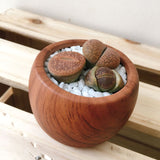 Mini Lithops Wood Grain Pot